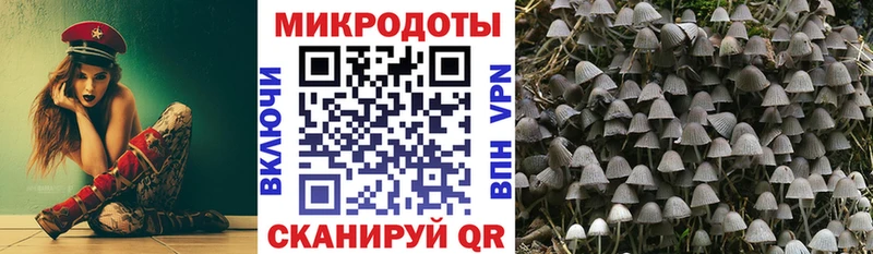Галлюциногенные грибы Psilocybe  Весьегонск 